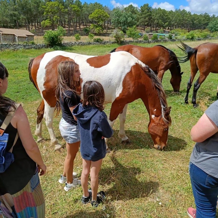 Santuario Winston, hogar de caballos libres.