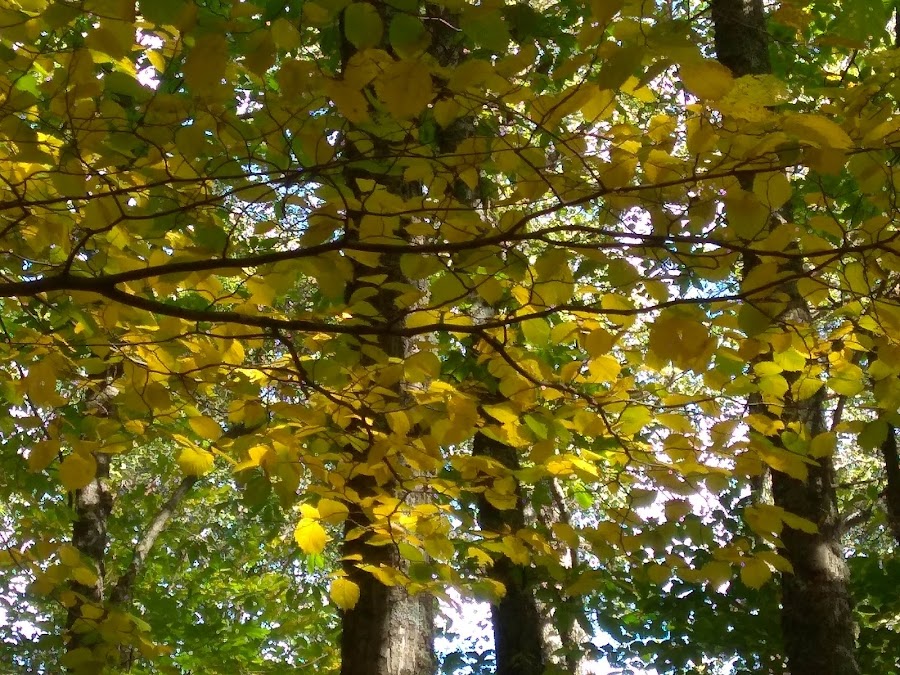 Castañar de El Tiemblo