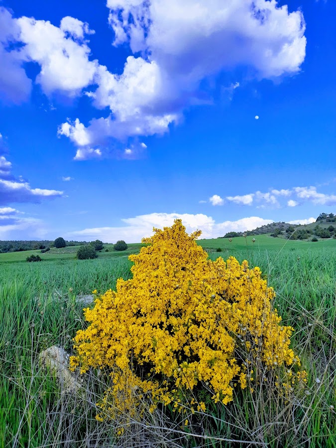 Rural Las Campanas